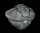 Enrolled Flexicalymene Trilobite From Indiana #5522-2